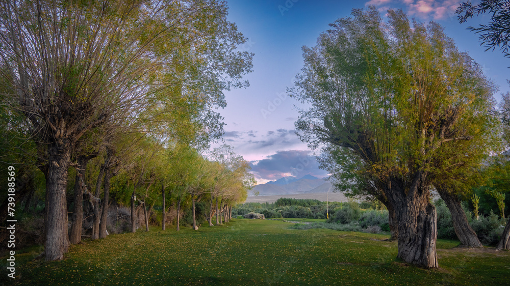 Obraz premium landscape with trees