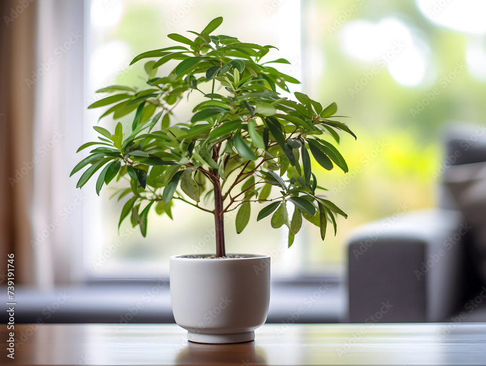 A money tree in Apotheken on livingroom table at home, blurry interior background A money tree in Apotheken on livingroom table at home, blurry interior background