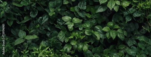 Deep green leafy texture in a natural garden. Foliage background for an earthy and sustainable cover page. 