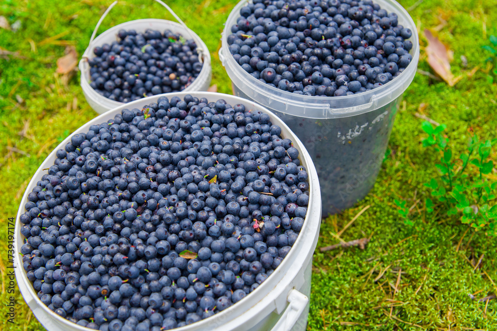 Wild blueberries in a plastic container. Wild blueberries in a plastic container.
