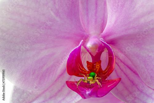 Orchidee mit grüner Spinne
Selektive Schärfe durch Markoaufnahme
