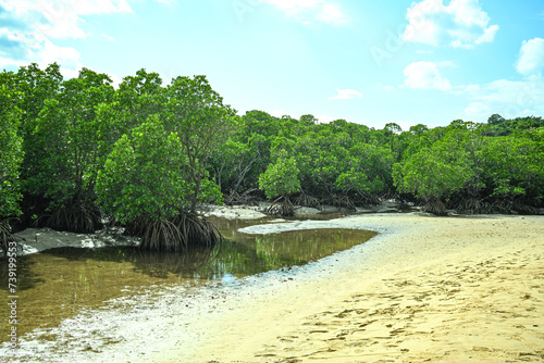 Mangrove forest and clear stream