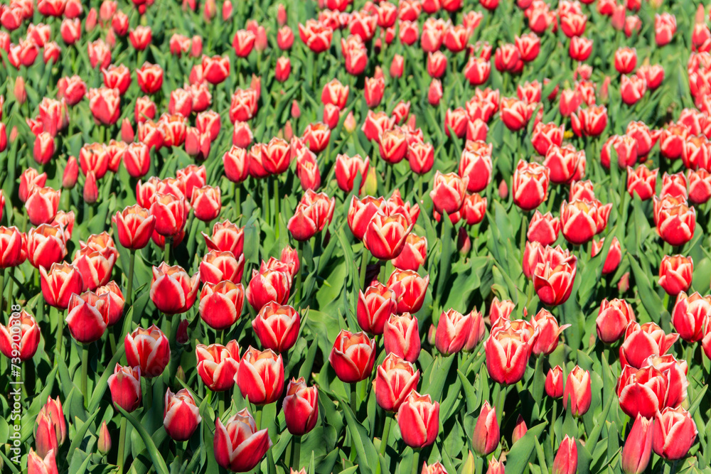 Large flowerbed of pink tulips in the park at spring