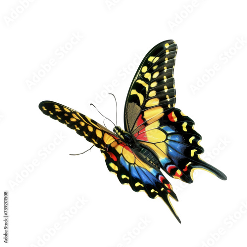 Colorful butterfly in transparent background