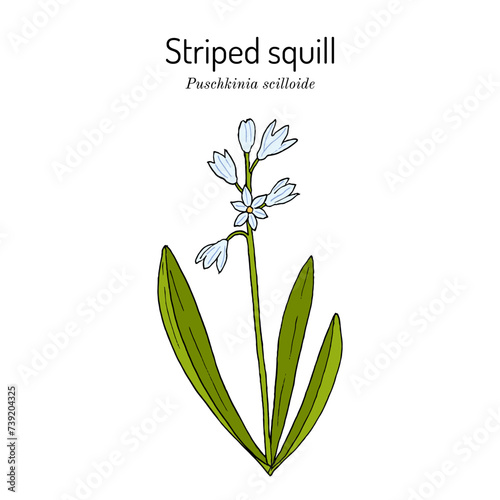 Striped or Lebanon squill (Puschkinia scilloides), ornamental plant