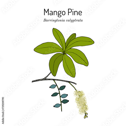 Mango Pine (Barringtonia calyptrata), ornamental plant photo