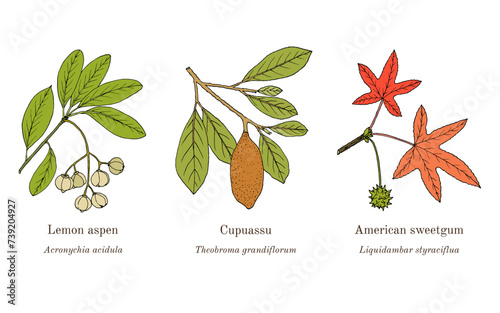 Collection of edible and medicinal plants photo