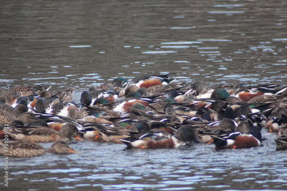 Fototapeta premium ハシビロカモ、Northern Shoveler 