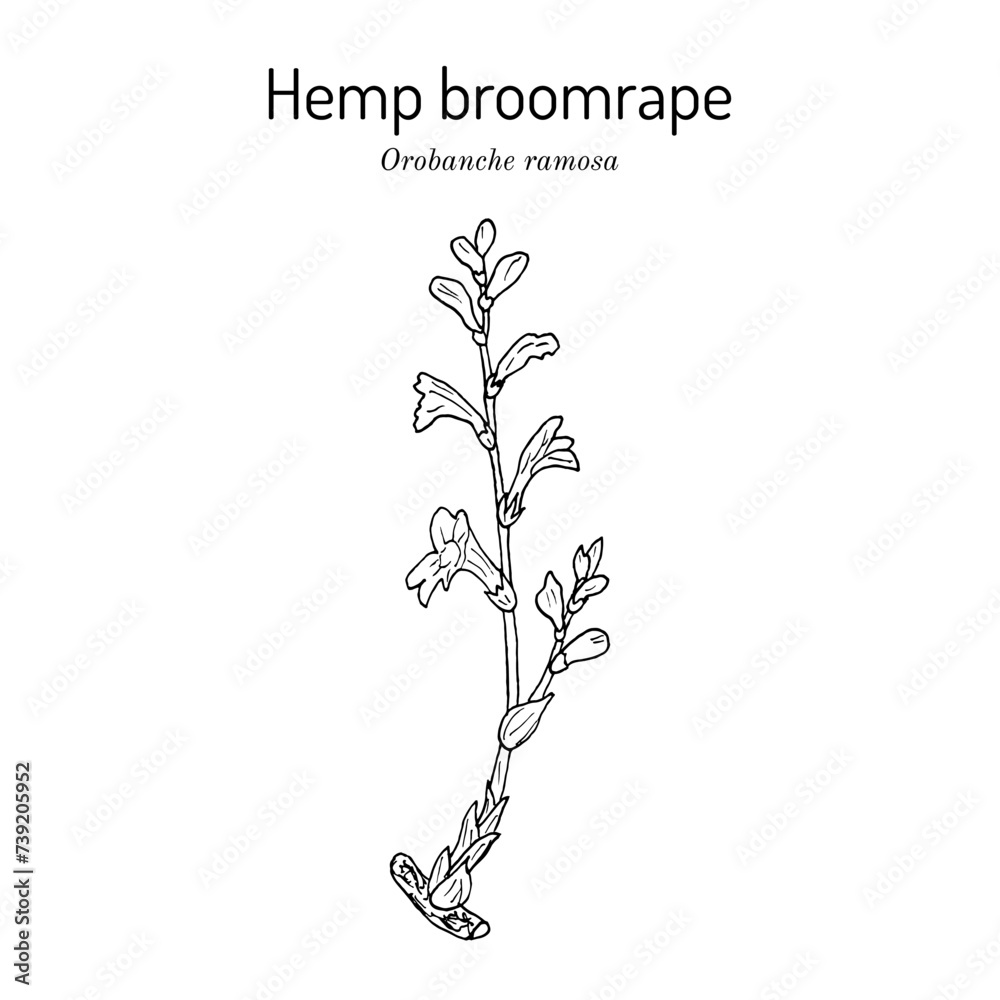 Fototapeta premium Hemp broomrape (Orobanche ramosa), medicinal plant