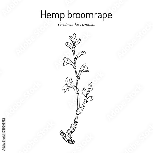 Hemp broomrape (Orobanche ramosa), medicinal plant photo