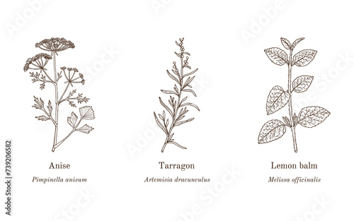 Collection of edible and medicinal plants