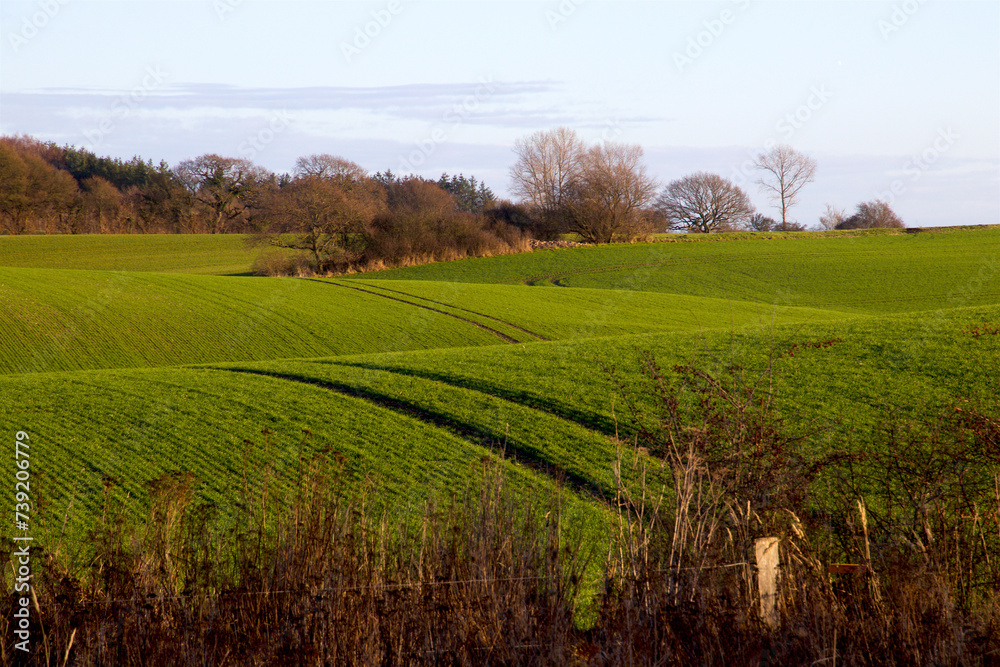 Fototapeta premium Tractor tracks at the green winter field almost looks like spring