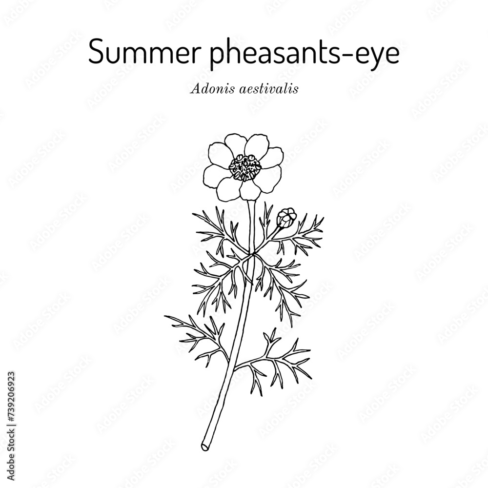 Summer pheasants-eye (Adonis aestivalis), ornamental and medicinal plant