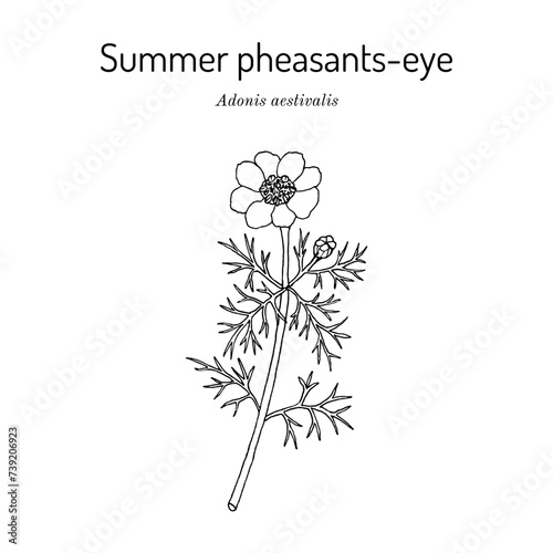 Summer pheasants-eye (Adonis aestivalis), ornamental and medicinal plant