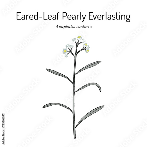 Eared-leaf pearly everlasting (Anaphalis contorta), medicinal plant photo