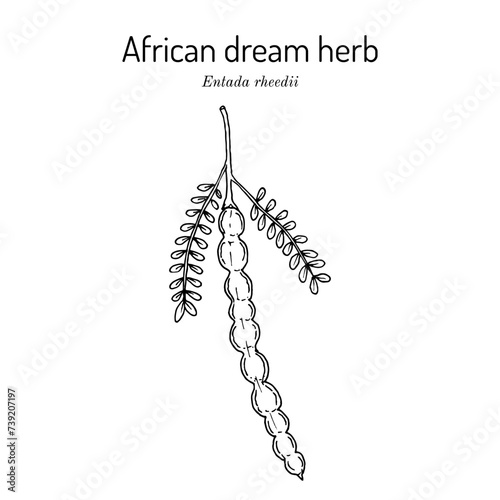 African dream herb or snuff box sea bean (Entada rheedii), edible and medicinal plant