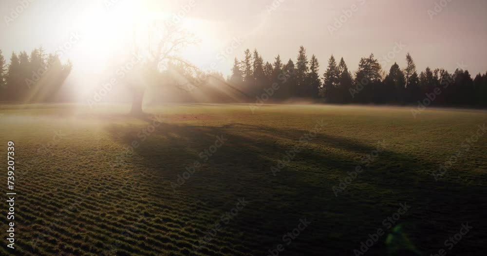 Aerial: Lone tree on a farm foggy autumn sunrise. The sun is shining through branches casting long shadow giving it a heavenly feeling. There are light rays coming out of the tree. Oregon, USA