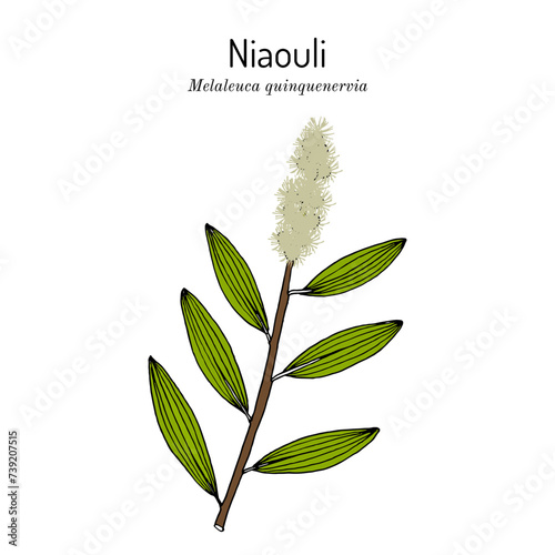 Niaouli, or broad-leaved paperbark, or paper bark tea tree (Melaleuca quinquenervia), medicinal plant