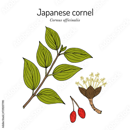 Japanese cornel or Japanese cornelian cherry (Cornus officinalis), edible and medicinal plant photo