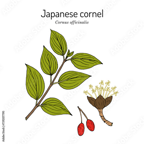 Japanese cornel or Japanese cornelian cherry (Cornus officinalis), edible and medicinal plant