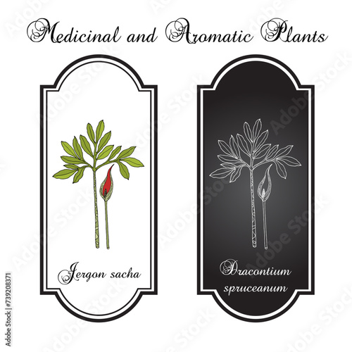 Jergon sacha (Dracontium spruceanum), medicinal plant. Hand drawn botanical vector illustration