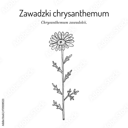 Zawadski Chrysanthemum (Chrysanthemum zawadskii), medicinal plant.