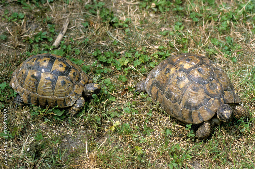 Tortue d'Hermann; testudo hermanni Tortue d'Hermann; testudo hermanni