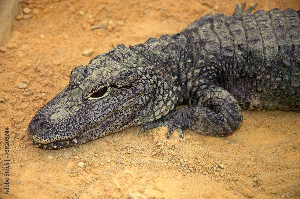 Crocodile nain d'Afrique; osteoloemus tetraspis Crocodile nain d'Afrique; osteoloemus tetraspis