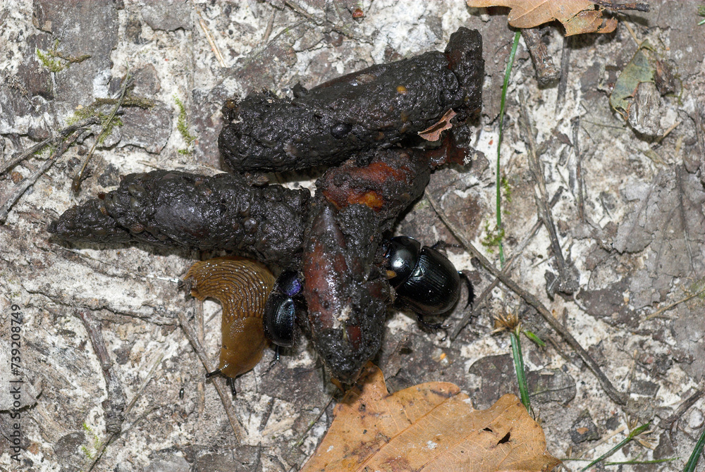 Renard, crottes; vulpes vupes; Limace des jardins, Arion hortensis, géotrupe; geotrupes vernalis