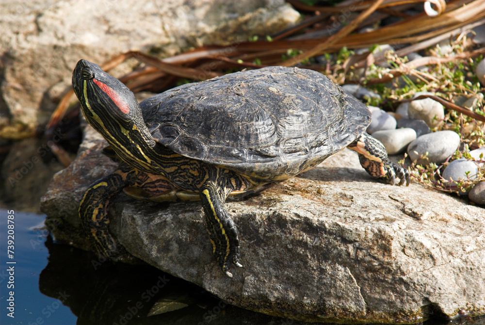 Tortue de Floride; trachemys scripta elegans Tortue de Floride; trachemys scripta elegans
