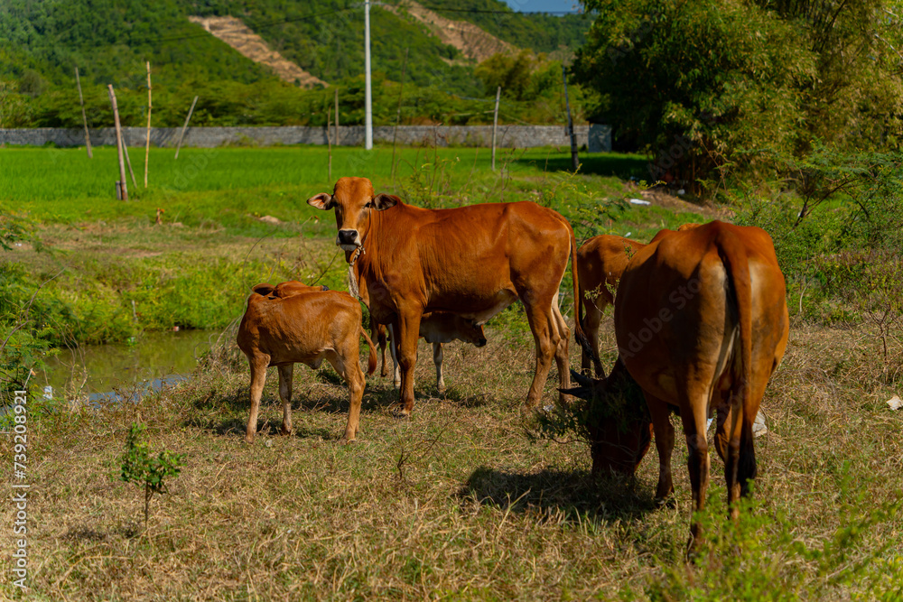 Grazing cows.
The surroundings of Nha Trang city in Vietnam. Pastures for walking cows.