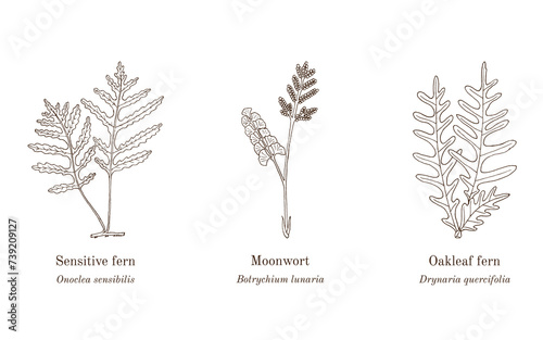 Collection of edible and medicinal plants