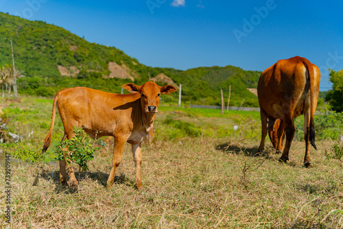 Grazing cows. The surroundings of Nha Trang city in Vietnam. Pastures for walking cows.