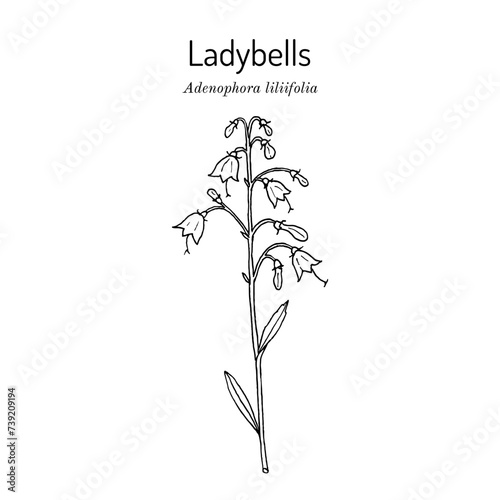 Fototapeta Naklejka Na Ścianę i Meble -  Ladybells or Lilyleaf (Adenophora liliifolia), ornamental plant