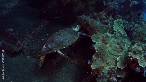 Hawksbill Turtle - Eretmochelys imbricata is looking for food around the famous Liberty ship wreck. Tulamben, Bali, Indonesia. photo