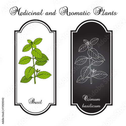 Basil, Thai basil, or sweet basil, culinary and aromatic herb. Vector illustration