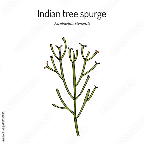 Pencil tree, or Indian tree spurge (Euphorbia tirucalli), medicinal plant photo