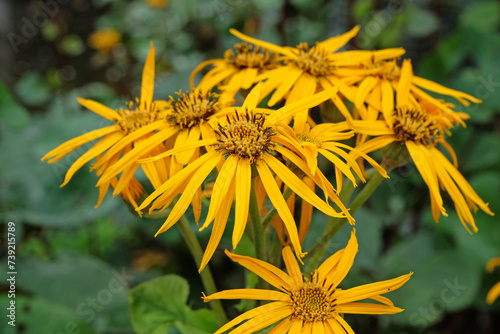 Ligularia, also known as summer ragwort or leopard plant 'Britt Marie Crawford' in flower. photo