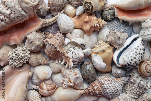 Flat lay seashell collection many species of families: Muricidae, Fasciolariidae, Strombidae, Cardiidae photo