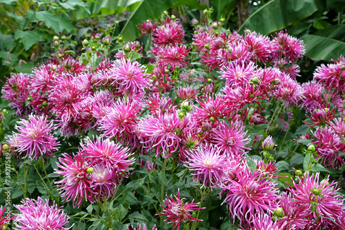 Striking pink cactus dahlia 'Hollyhill Spiderwoman' in flower. photo