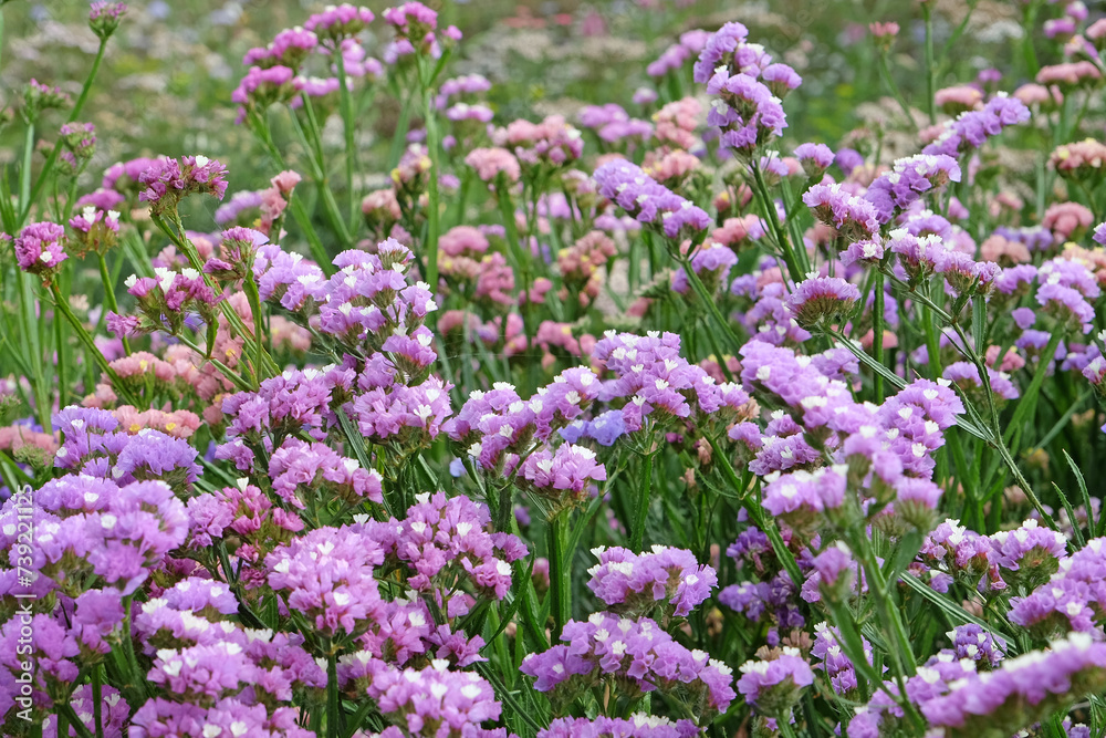 Purple Limonium platyphyllum, also called Sea Lavender, marsh rosemary, or statice, in flower. Purple Limonium platyphyllum, also called Sea Lavender, marsh rosemary, or statice, in flower.