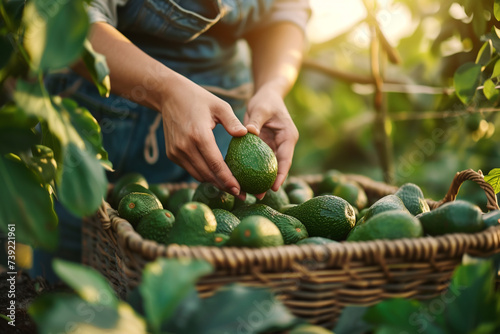 A woman farmer picking in a basket organic green avocados at a avocado farm.