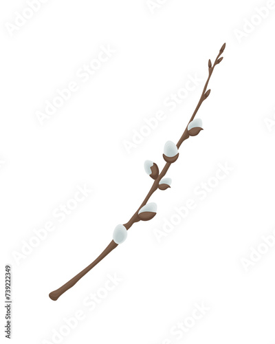 Willow. A sprig of willow. A spring plant. Vector illustration isolated on a white background