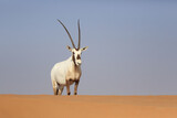 Arabische Oryx .