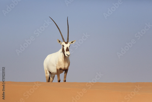 Arabische Oryx .