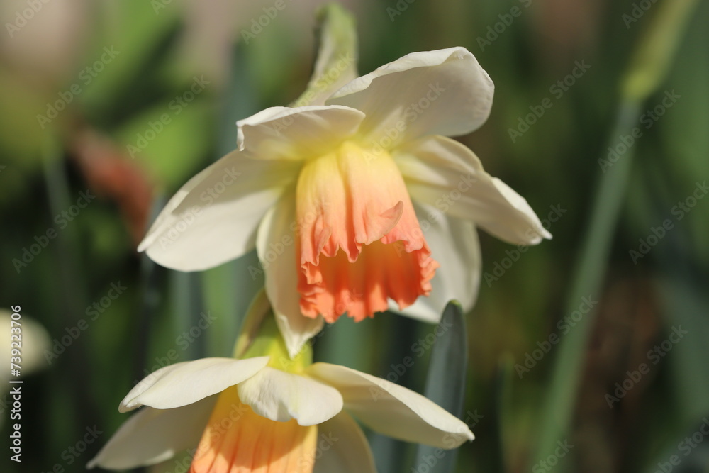 Obraz premium 日本の早春の庭に咲く白とオレンジ色のラッパズイセンの花