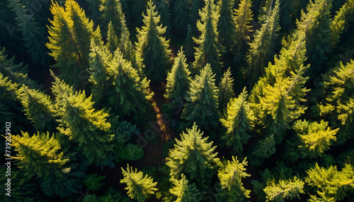 Spruce landscape from a breathtaking aerial perspective showcase the symmetrical patterns of the dense forest canopy, with sunlight filtering through in golden shafts 