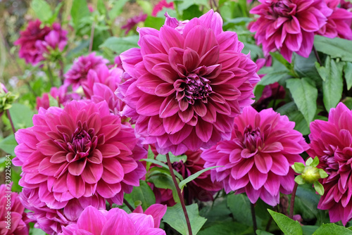 Photos Purple decorative dahlia 'Thomas A Edison' in flower.
