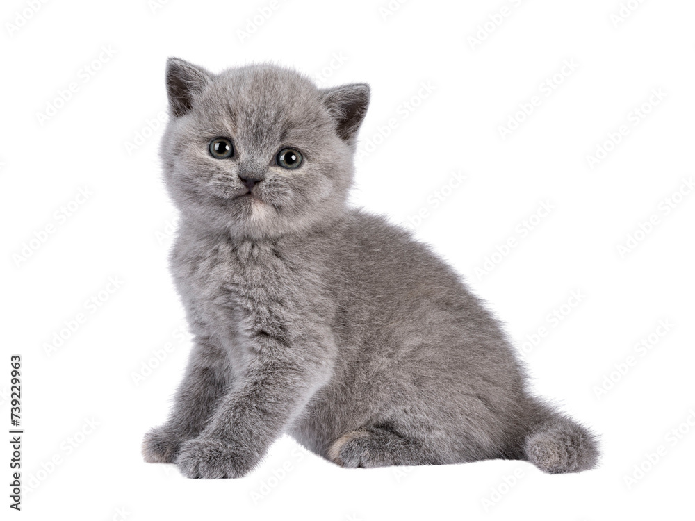 Cute blue tortie British Shorthair cat kitten, sitting up side ways. Funny facial expression and looking towards camera. Isolated cutout on a transparent background.
