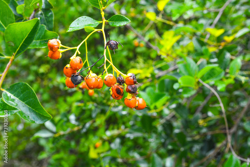 
Bourreria succulenta beautiful orange ripe berries on a drooping branch. 
